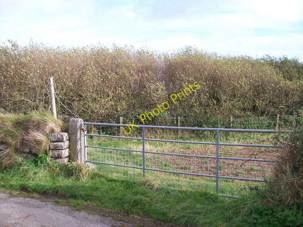 Photo 6"x4" Pwll Ystolhelyg - a kettlehole hidden by willow trees Anelog c2010