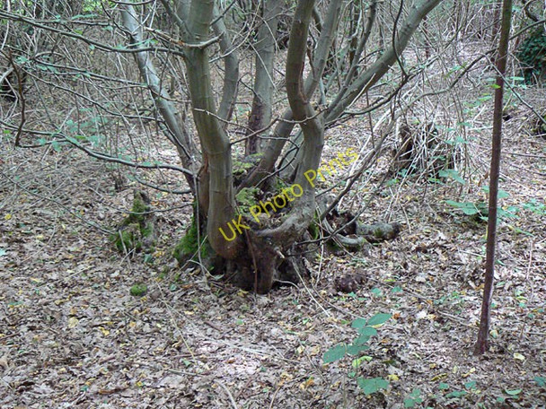 Photo 6"x4" Hornbeam Stool in Pound Wood Rayleigh c2010