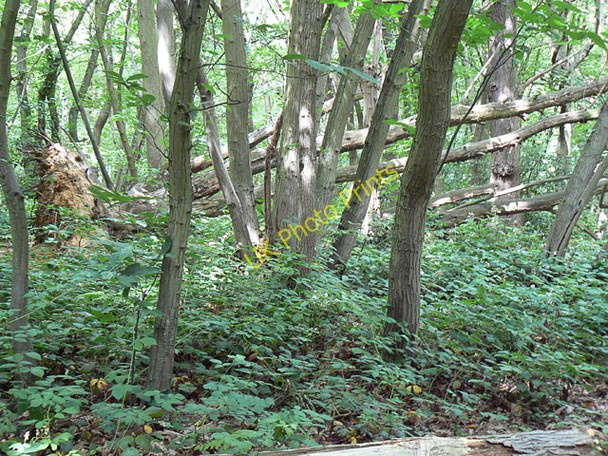 Photo 6"x4" Non-intervention Area in Pound Wood Rayleigh c2010