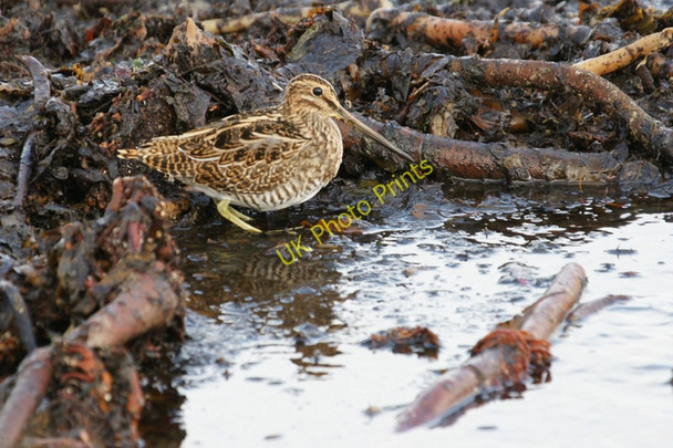 Photo 6"x4" Common Snipe (Gallinago gallinago) on Haroldswick beach Bothen c2010
