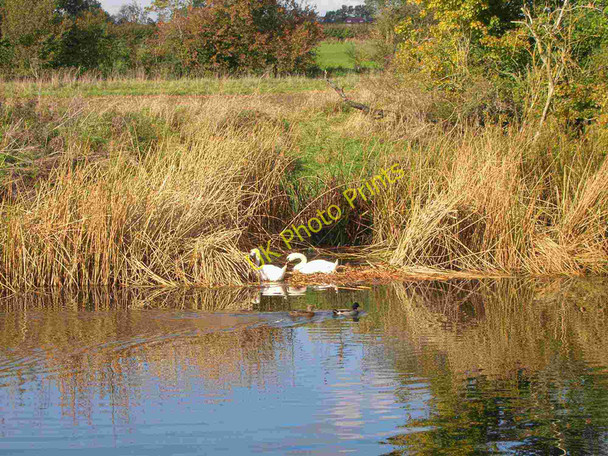 Photo 6"x4" Nesting swans on the River Avon Luddington\/SP1652 c2010