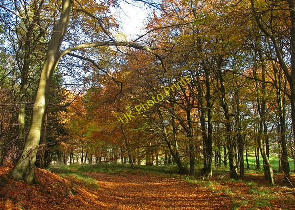Photo 6"x4" Track in Coronation Plantation Keltybridge c2010
