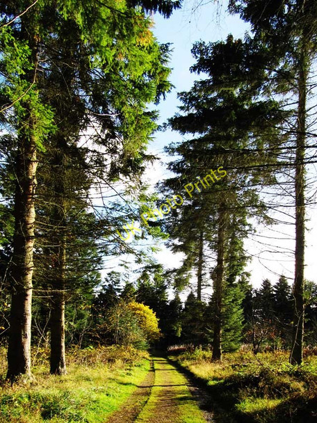 Photo 6"x4" Track and trees in Corehouse Estate Lanark c2010