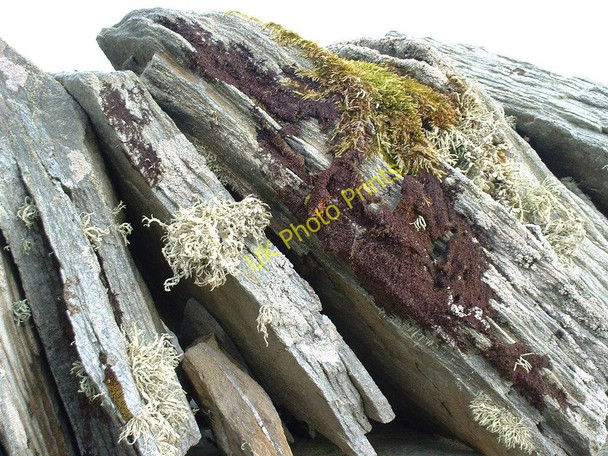 Photo 6"x4" Lichen on granite, Port Raoin Mhoir Grogport c2010