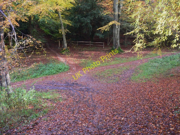 Photo 6"x4" Crossways on Ranmore Common Ranmore Common\/TQ1450 c2010