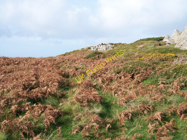 Photo 6"x4" Bracken infestation at Pen y Cil head Uwchmynydd c2010