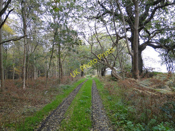 Photo 6"x4" Trackway through the woods Benacre c2010