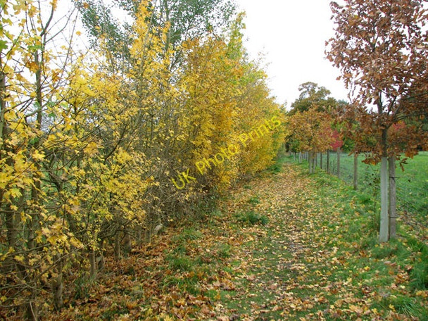 Photo 6"x4" Autumnal trees beside the path to Dunston Common Dunston\/TG2202 c2010