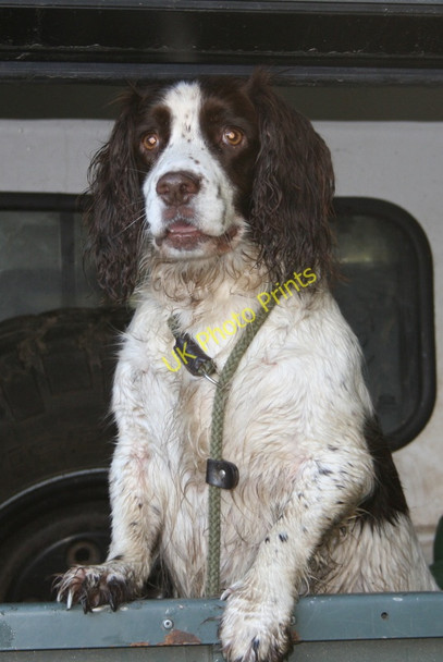 Photo 6"x4" Let me at 'em!! Woodside\/NJ0555 c2010