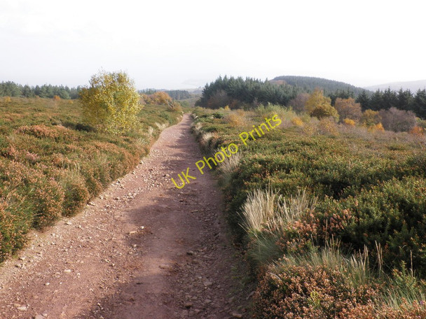 Photo 6"x4" Heathland, on Hopcott Common Cowbridge\/SS9542 c2010