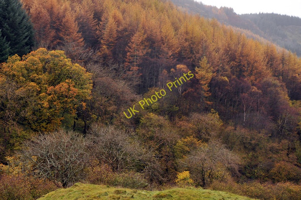 Photo 6"x4" Forest in Glen Feochan Barran\/NM8825 c2010