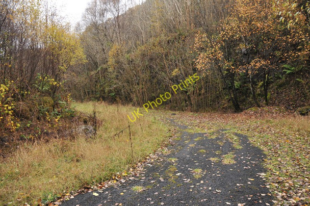 Photo 6"x4" Track into the forest in Glen Gallain Kilninver c2010