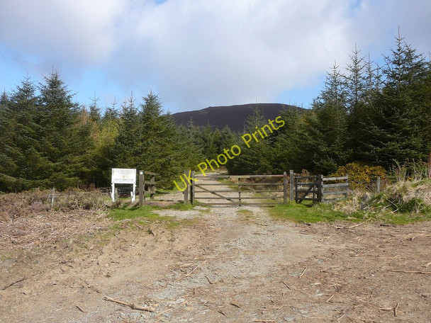 Photo 6"x4" Entrance to Corlea Plantation Ballamodha c2010
