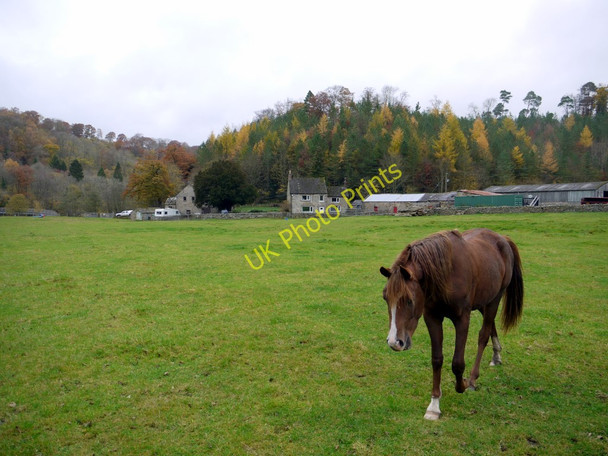 Photo 6"x4" Plankey Mill Ridley\/NY7963 c2010