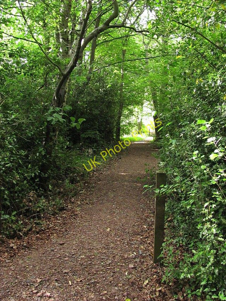 Photo 6"x4" Woodland, Langlee Galashiels c2010