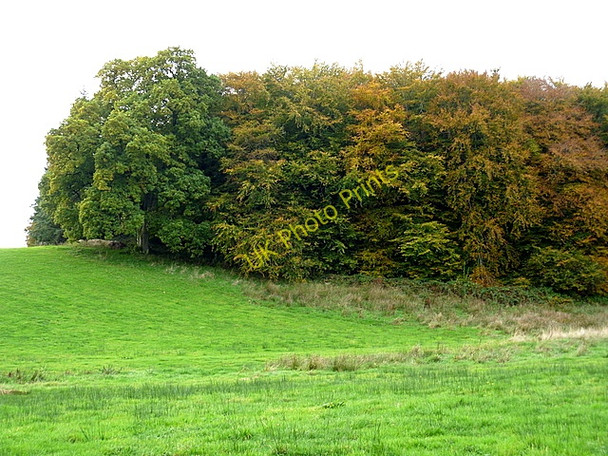 Photo 6"x4" Fine trees on the Farnham estate Cavan c2010