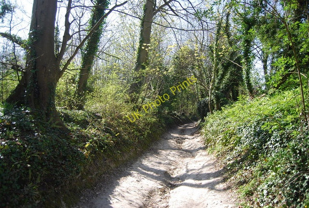Photo 6"x4" Wealdway approaching Folkington Folkington c2010