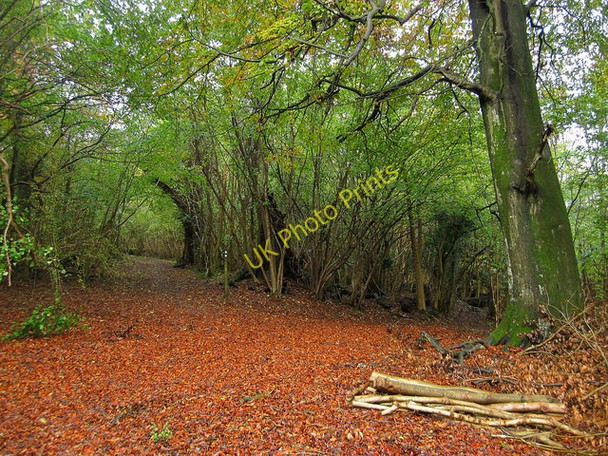 Photo 6"x4" Bridleway, Nore Wood Eartham c2010