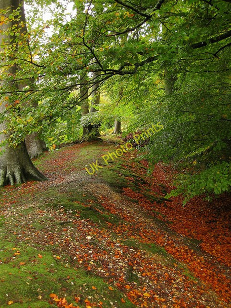 Photo 6"x4" Park Pale, Slindon Wood Slindon\/SU9608 c2010