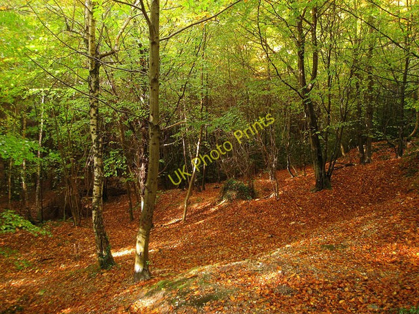 Photo 6"x4" Raised Beach, Slindon Wood Slindon\/SU9608 c2010