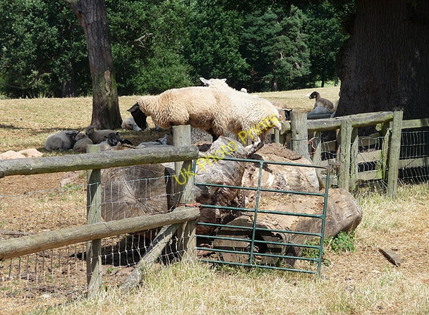 Photo 6"x4" Sheep, Eaton Mascott (1) Eaton Mascott c2010