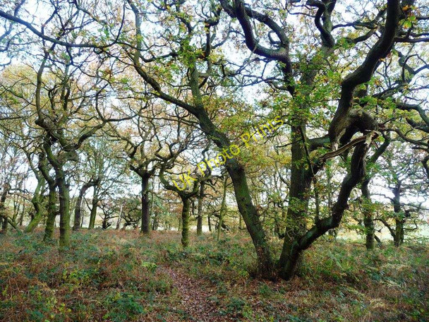 Photo 6"x4" Eastern corner, Dogloitch Wood Haigh Moor c2010