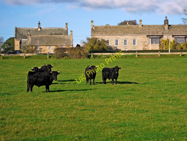 Photo 6"x4" Black cattle, Whalton Whalton c2010