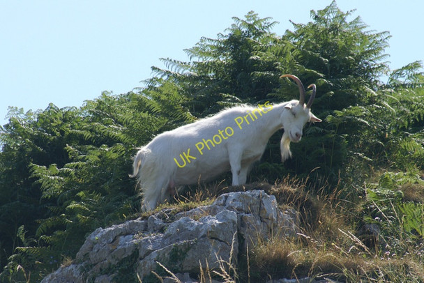 Photo 6"x4" Feral goat  on the Great Orme Llandudno c2006