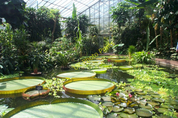 Photo 6"x4" Inside the glasshouses at the Royal Botanic Gardens, Edinburgh Inverleith c2004
