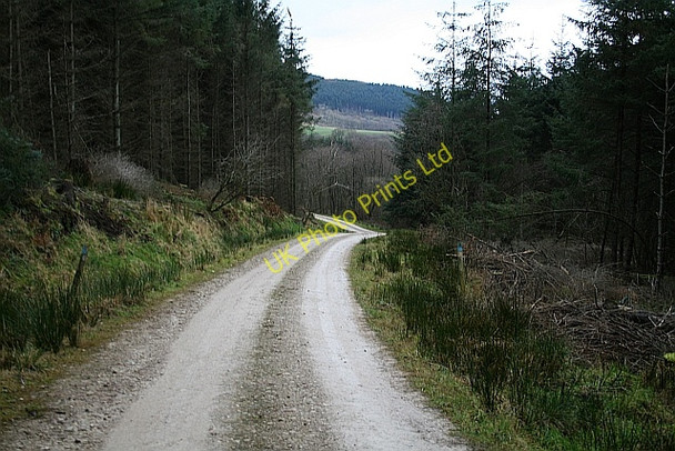 Photo 6"x4" Forest Track Through Greenhow Plantation Urra c2007