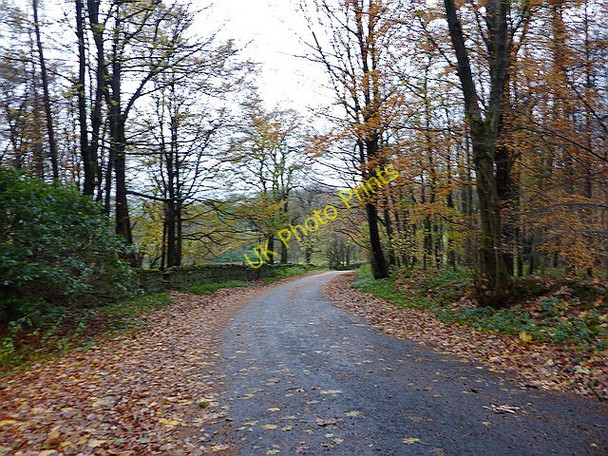 Photo 6"x4" Road through Little Slush Wood Newton\/SD6950 c2010