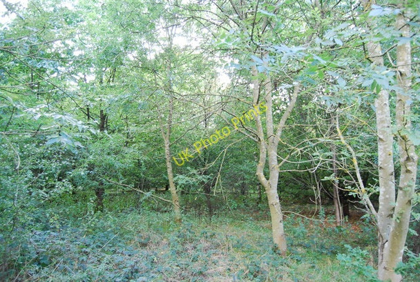 Photo 6"x4" Heusenstamm Wood, Haysden Country Park Barden Park c2010