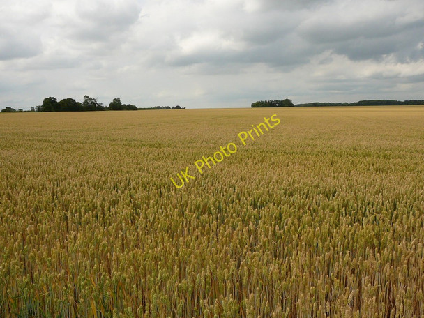 Photo 6"x4" A sea of wheat by Uplandhall Farm Bungay c2010