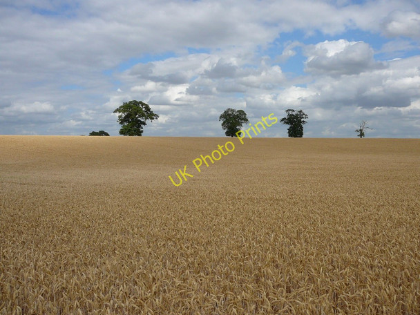 Photo 6"x4" A wheat field with three trees north of Sapiston Covert Coney Weston c2010