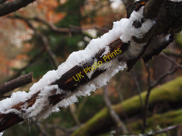 Photo 6"x4" Frost flowers on rotten wood Bailanloan c2010