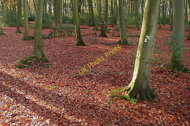 Photo 6"x4" In Crowell Wood Radnage c2010
