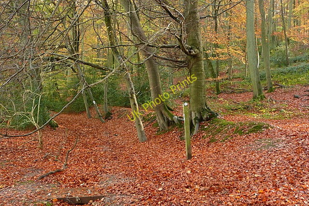 Photo 6"x4" In Crowell Wood Sprig's Alley c2010