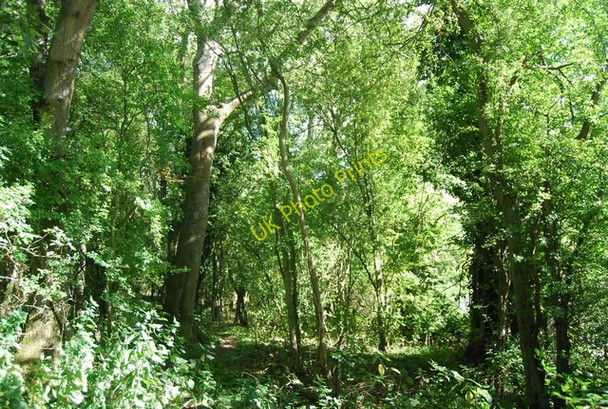 Photo 6"x4" Woodland, Haysden Country Park Barden Park c2010