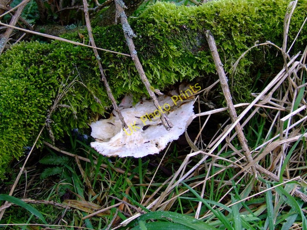 Photo 6"x4" Fungus on dead tree Gourock c2010