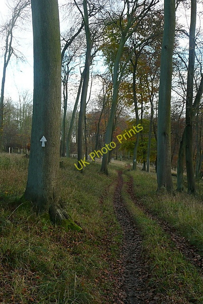 Photo 6"x4" Bridleway through Wormsley Estate Stokenchurch c2010