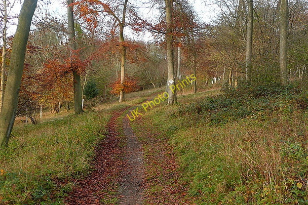 Photo 6"x4" Bridleway through Wormsley Estate Ibstone c2010