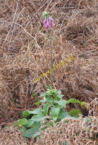 Photo 6"x4" January foxglove Chandler's Cross\/SO7738 c2008