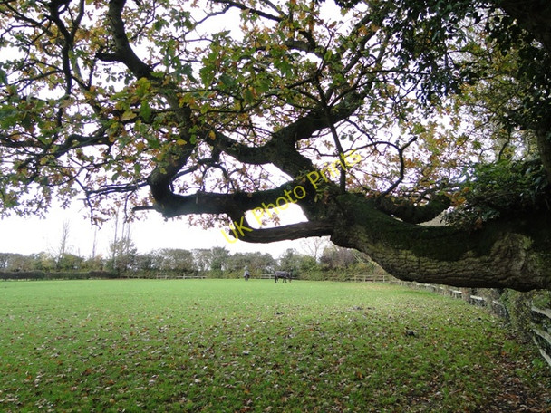 Photo 6"x4" Horse Paddock Upgate Street\/TM2891 c2010