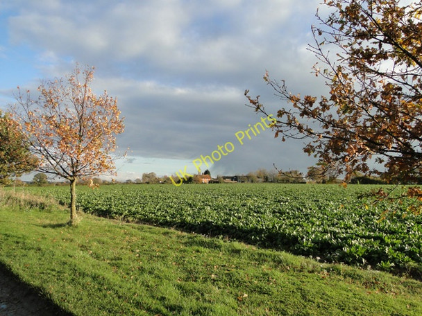 Photo 6"x4" Sugar beet field Woodton c2010