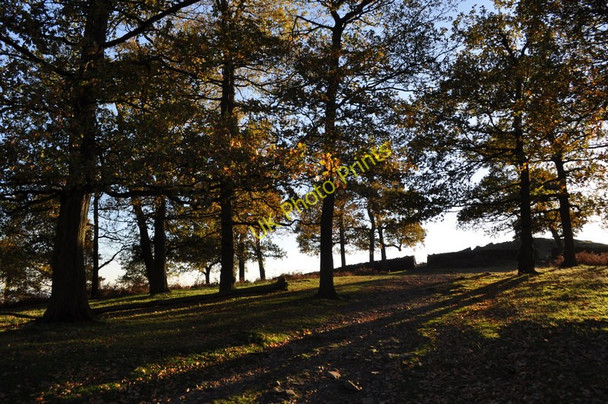 Photo 6"x4" Woodland on the Hill Newtown Linford\/SK5110 c2010