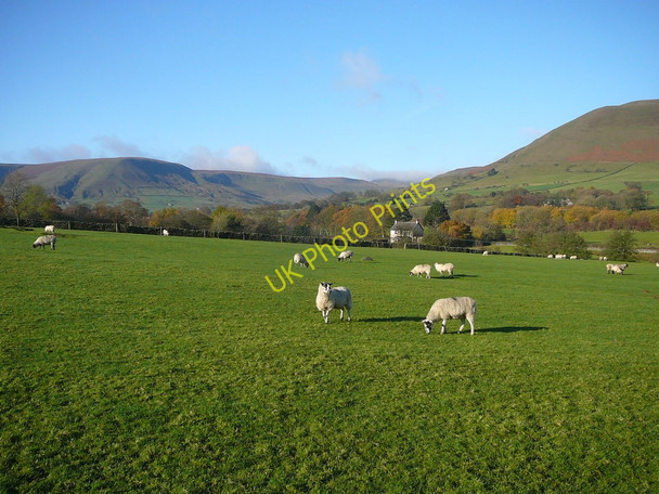Photo 6"x4" Sheep grazing in field at Edale Edale c2010