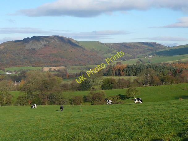 Photo 6"x4" Cattle grazing in field below Hardings Langley\/SJ9471 c2010