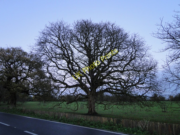 Photo 6"x4" A fine oak in Benacre Park Henstead c2010