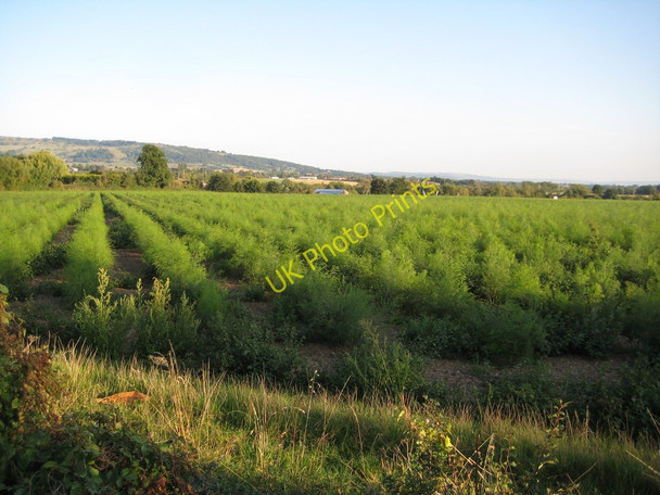 Photo 6"x4" Field of asparagus, near Defford Woodmancote\/SO9042 c2010