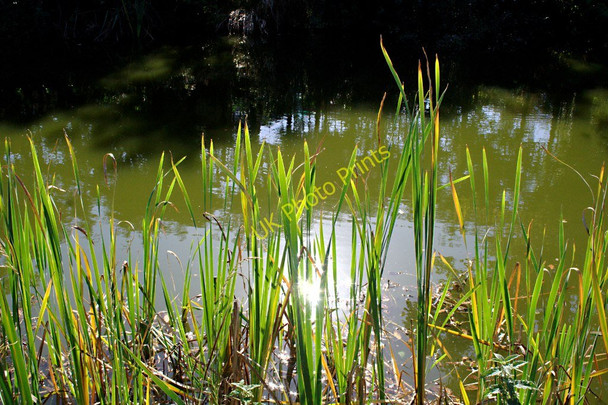 Photo 6"x4" Reeds and Sunlight on the Grand Western Canal Tiverton\/SS9512 c2010